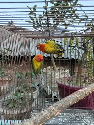 Green Euwing