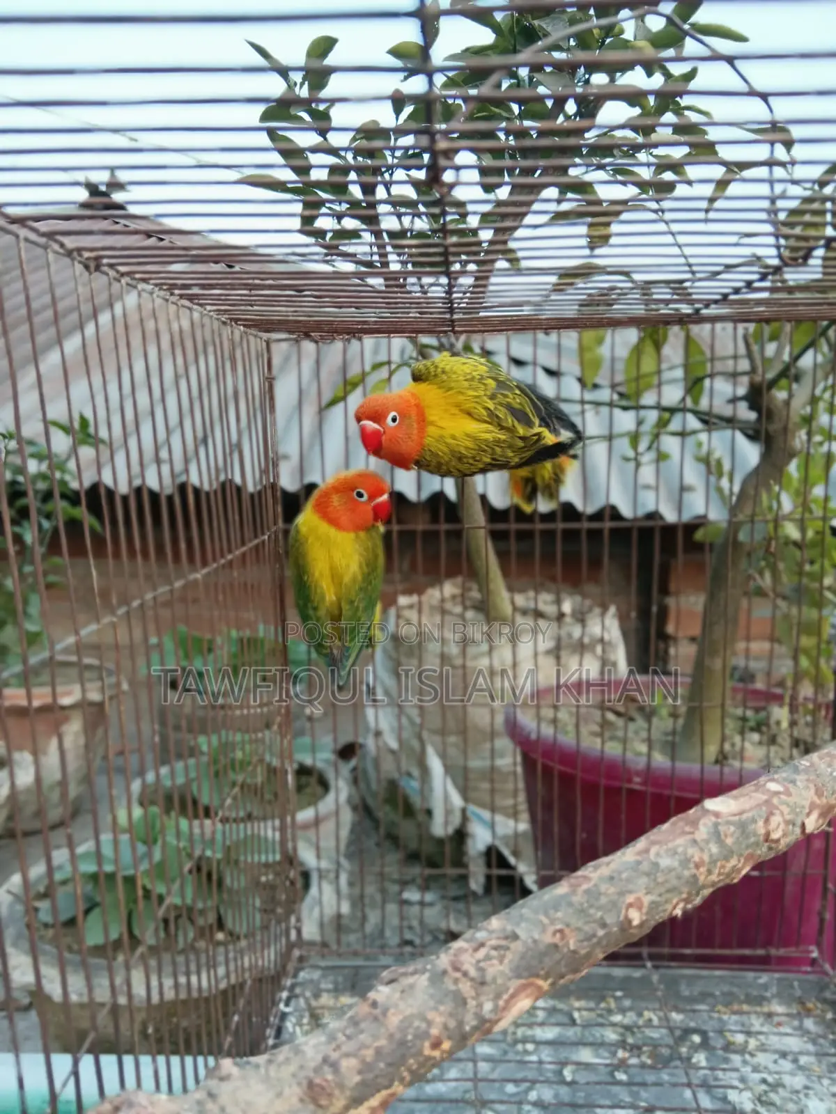 Green Euwing