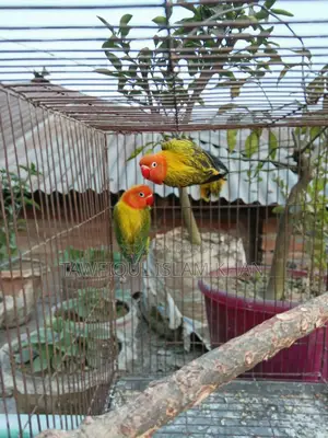 Green Euwing