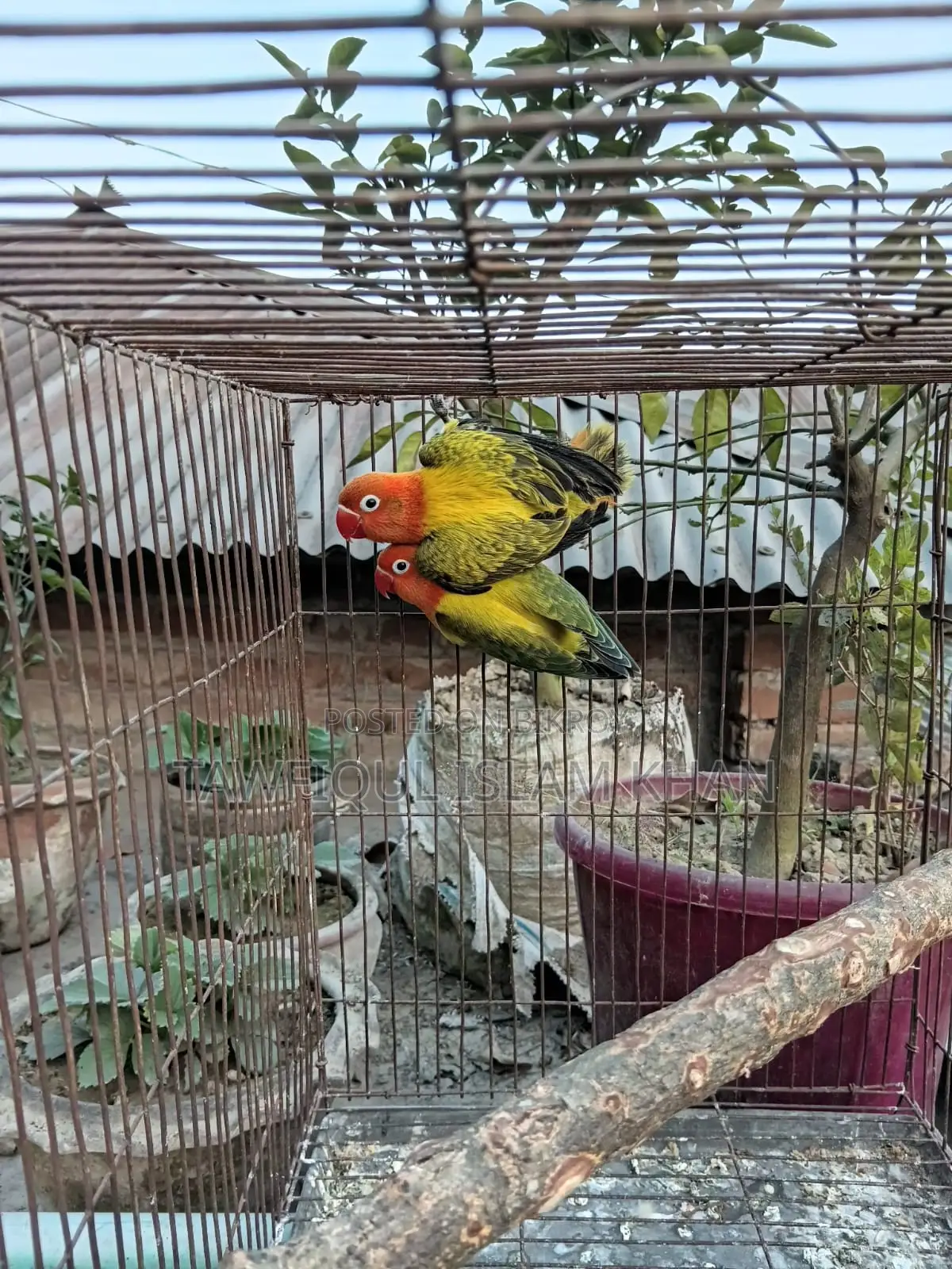 Green Euwing
