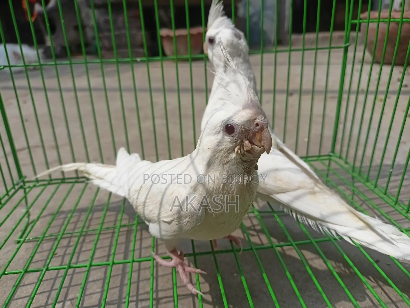 Albino Semi Adult Pair