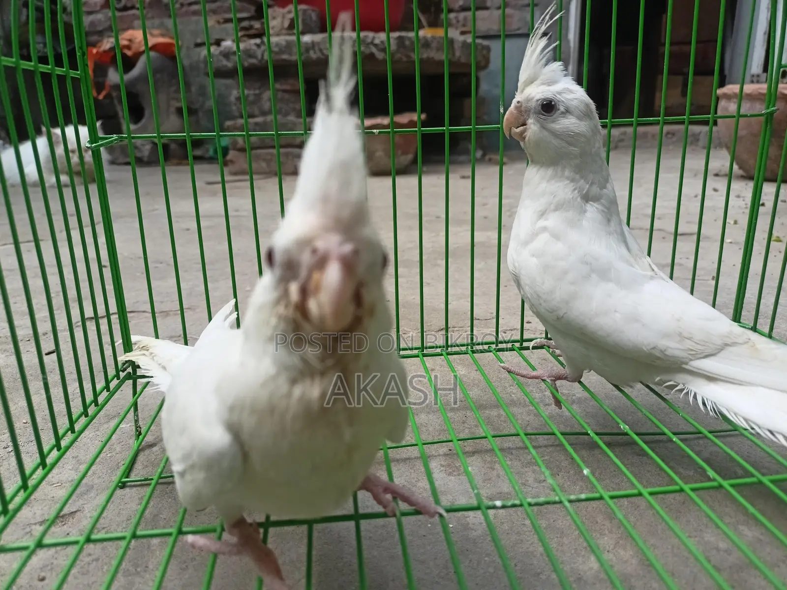 Albino Semi Adult Pair