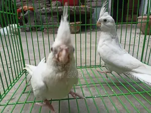 Albino Semi Adult Pair