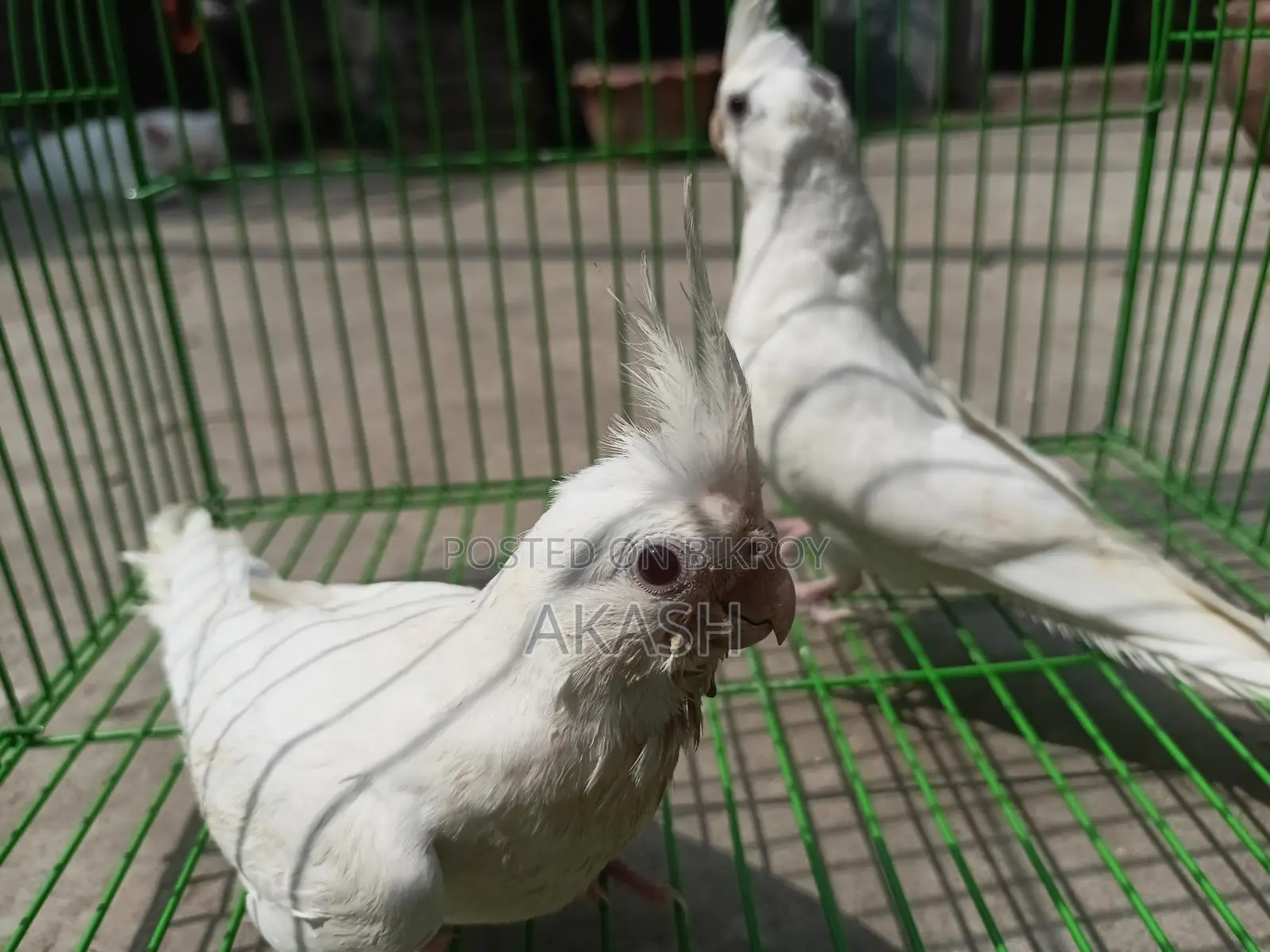 Albino Semi Adult Pair