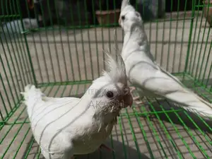 Albino Semi Adult Pair