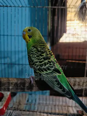 সিঙ্গেল ছেলে পাখি