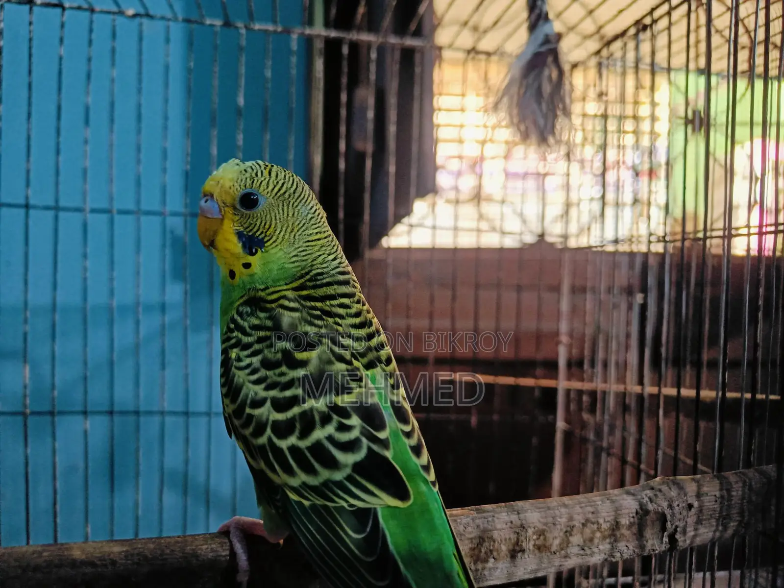 সিঙ্গেল ছেলে পাখি