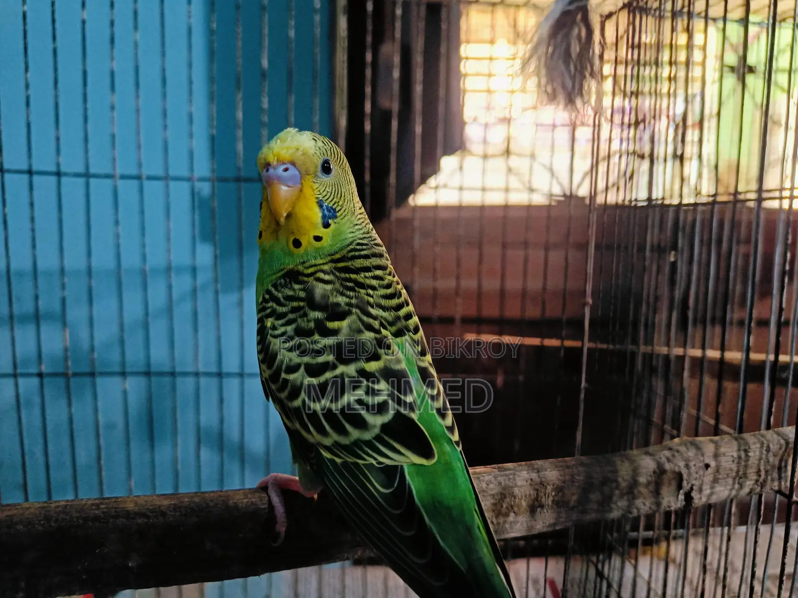 সিঙ্গেল ছেলে পাখি