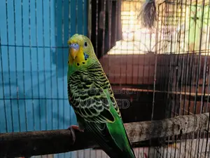 সিঙ্গেল ছেলে পাখি