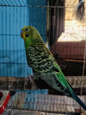 সিঙ্গেল ছেলে পাখি