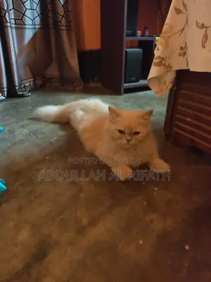 Cat Sell Post