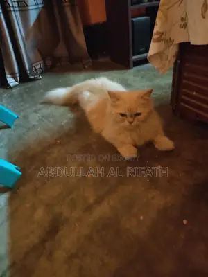 বিড়াল বিক্রির বিজ্ঞাপন