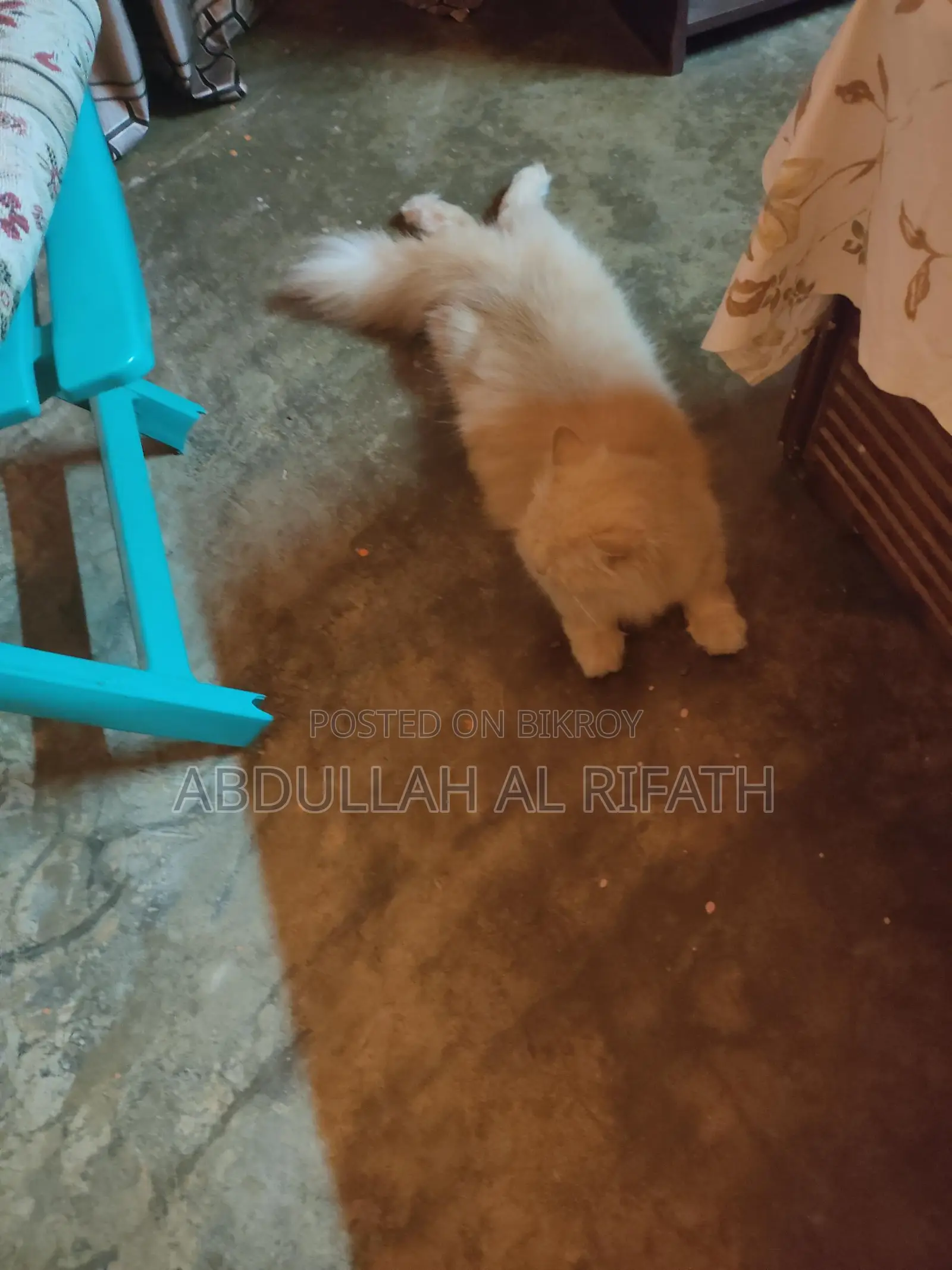 Cat Sell Post