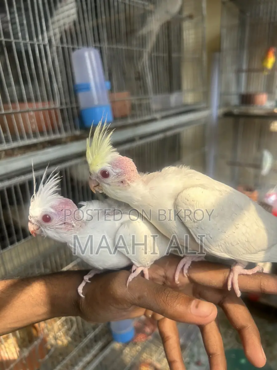 Cockatiel Baby