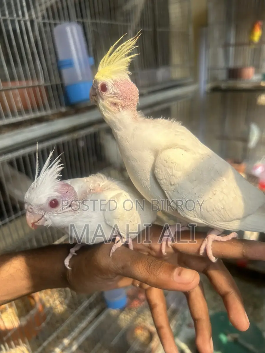 Cockatiel Baby