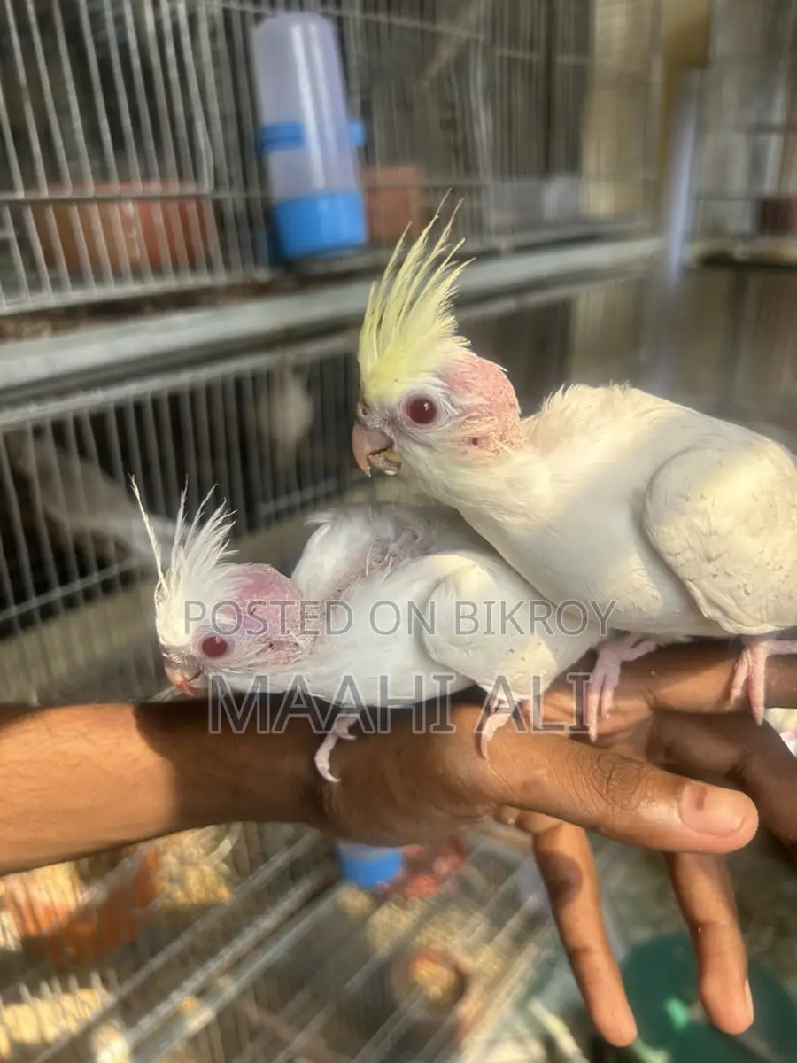 Cockatiel Baby
