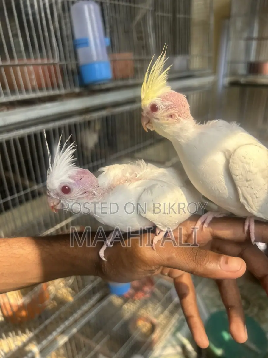 Cockatiel Baby