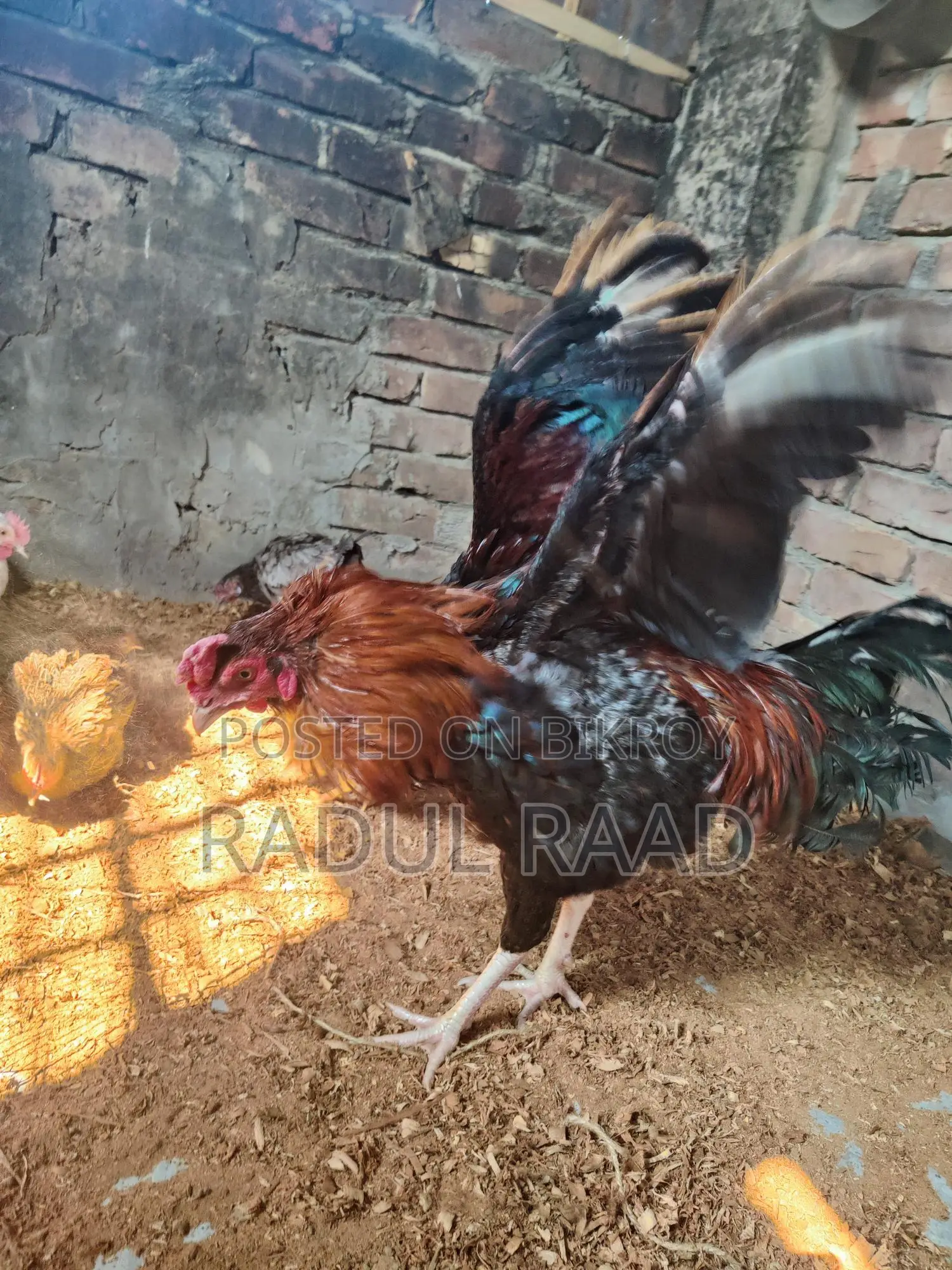 Adult Fighter Rooster