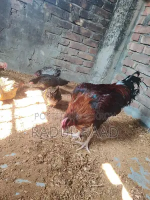 Adult Fighter Rooster