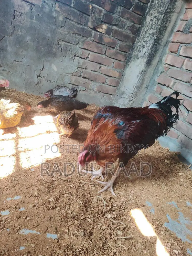Adult Fighter Rooster