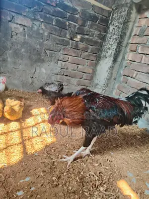 Adult Fighter Rooster
