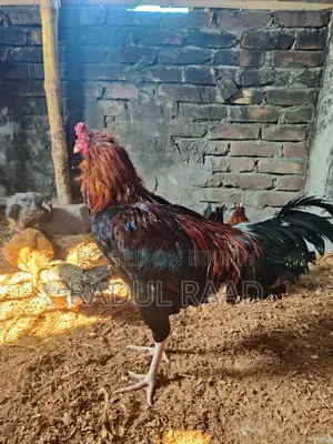 Adult Fighter Rooster