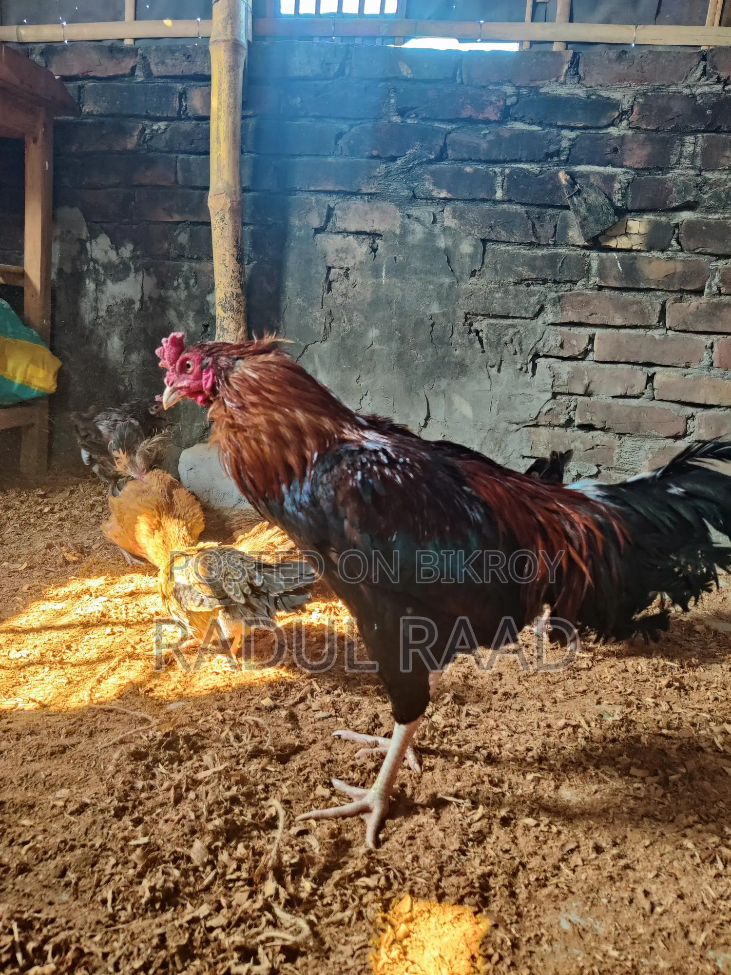 Adult Fighter Rooster
