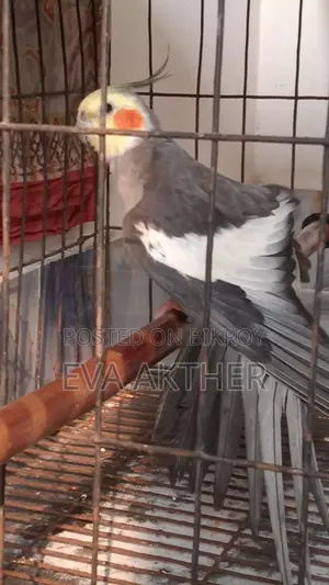 কোকোটার পাখি বিক্রি