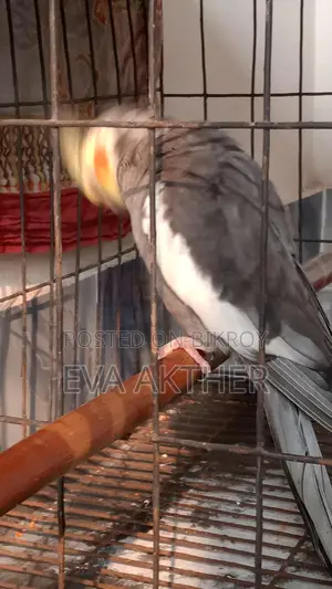 কোকোটার পাখি বিক্রি