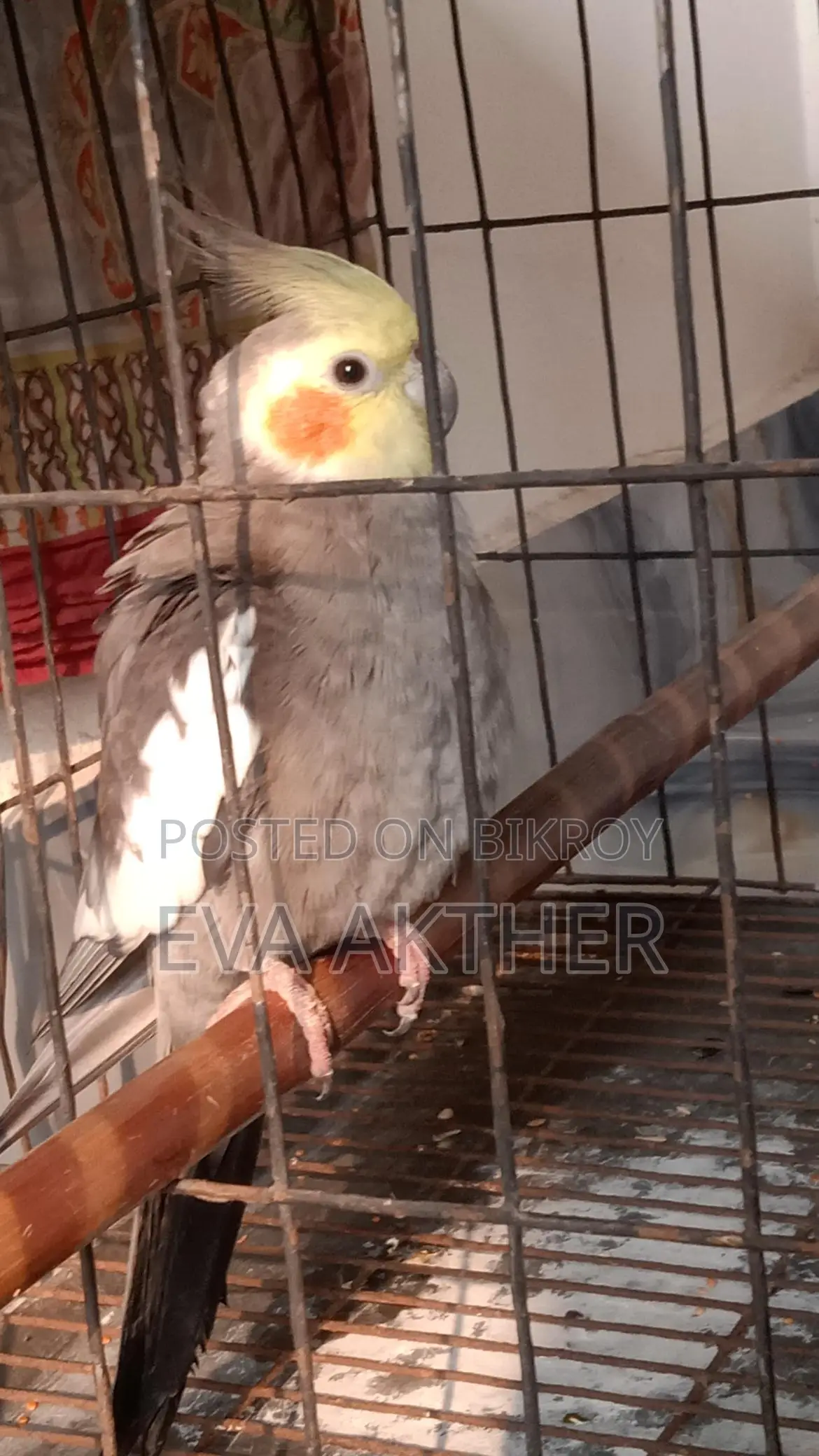 কোকোটার পাখি বিক্রি