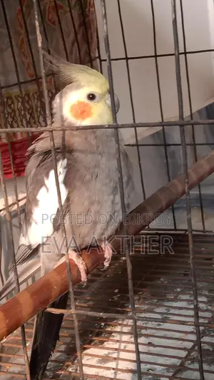 কোকোটার পাখি বিক্রি