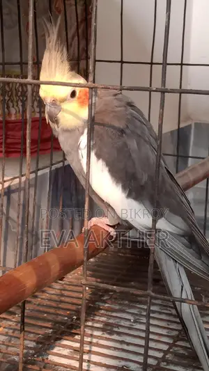 কোকোটার পাখি বিক্রি