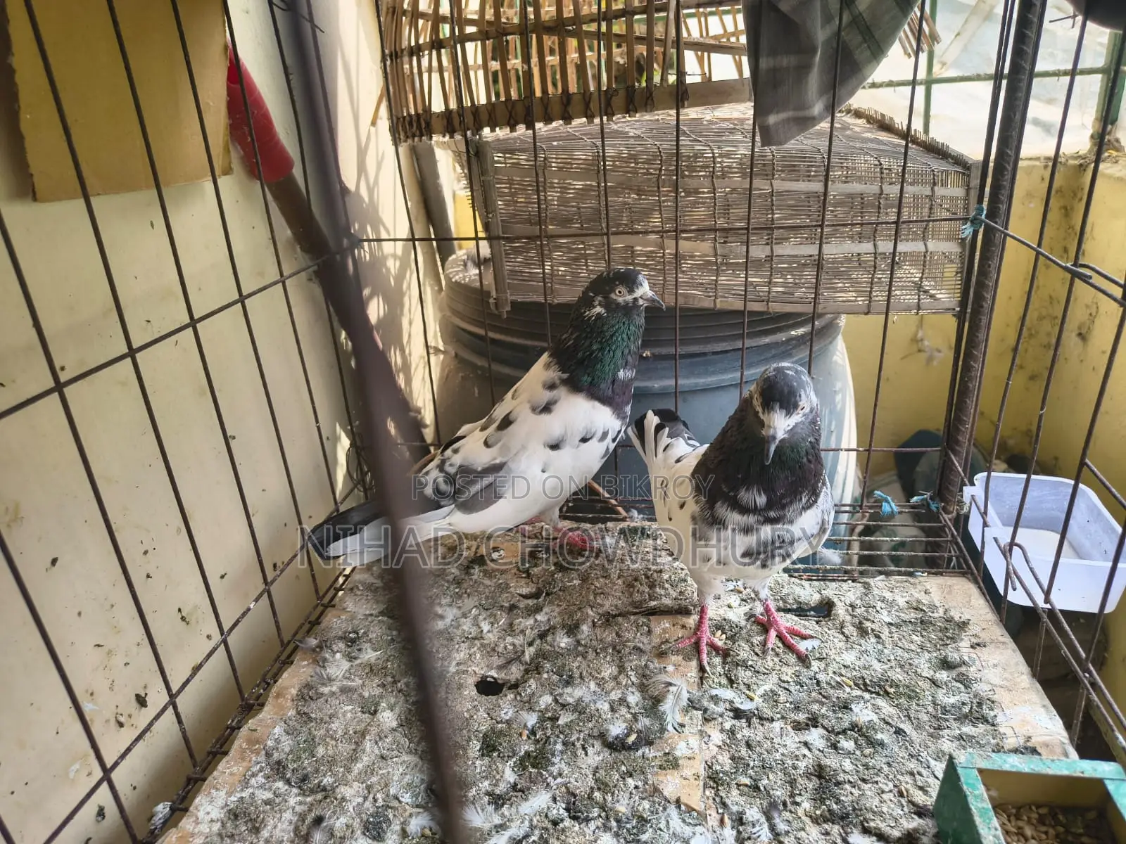 Taddy Kobutor Pure Breed