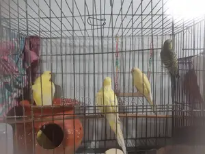 বাজিগর পাখি