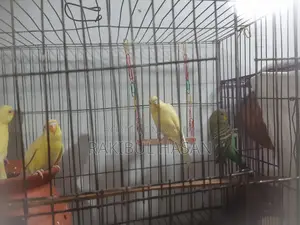 বাজিগর পাখি