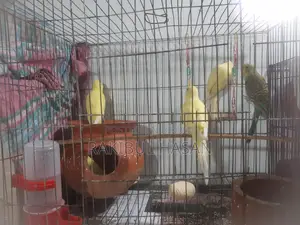 বাজিগর পাখি