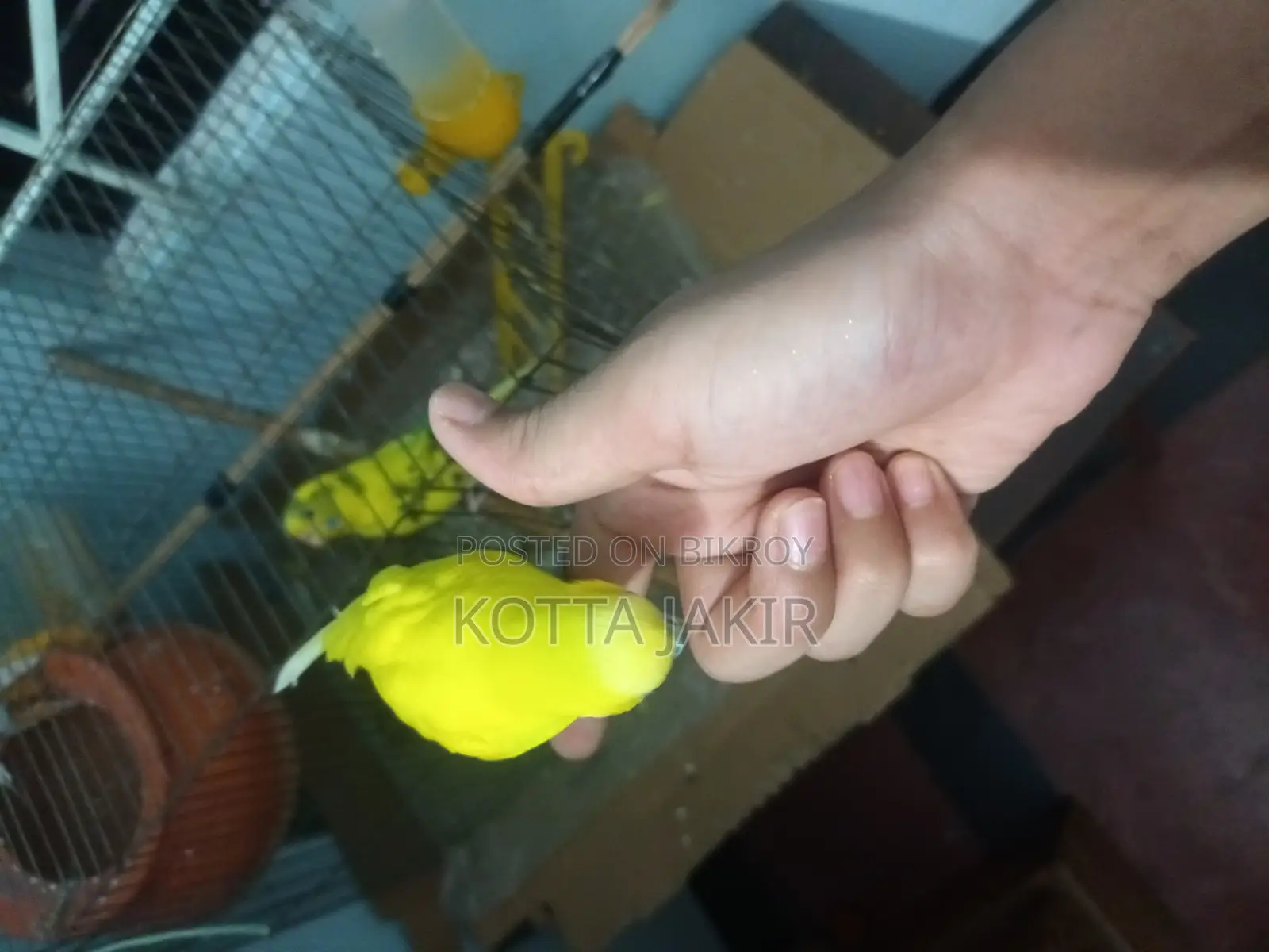 Tame bird for sale