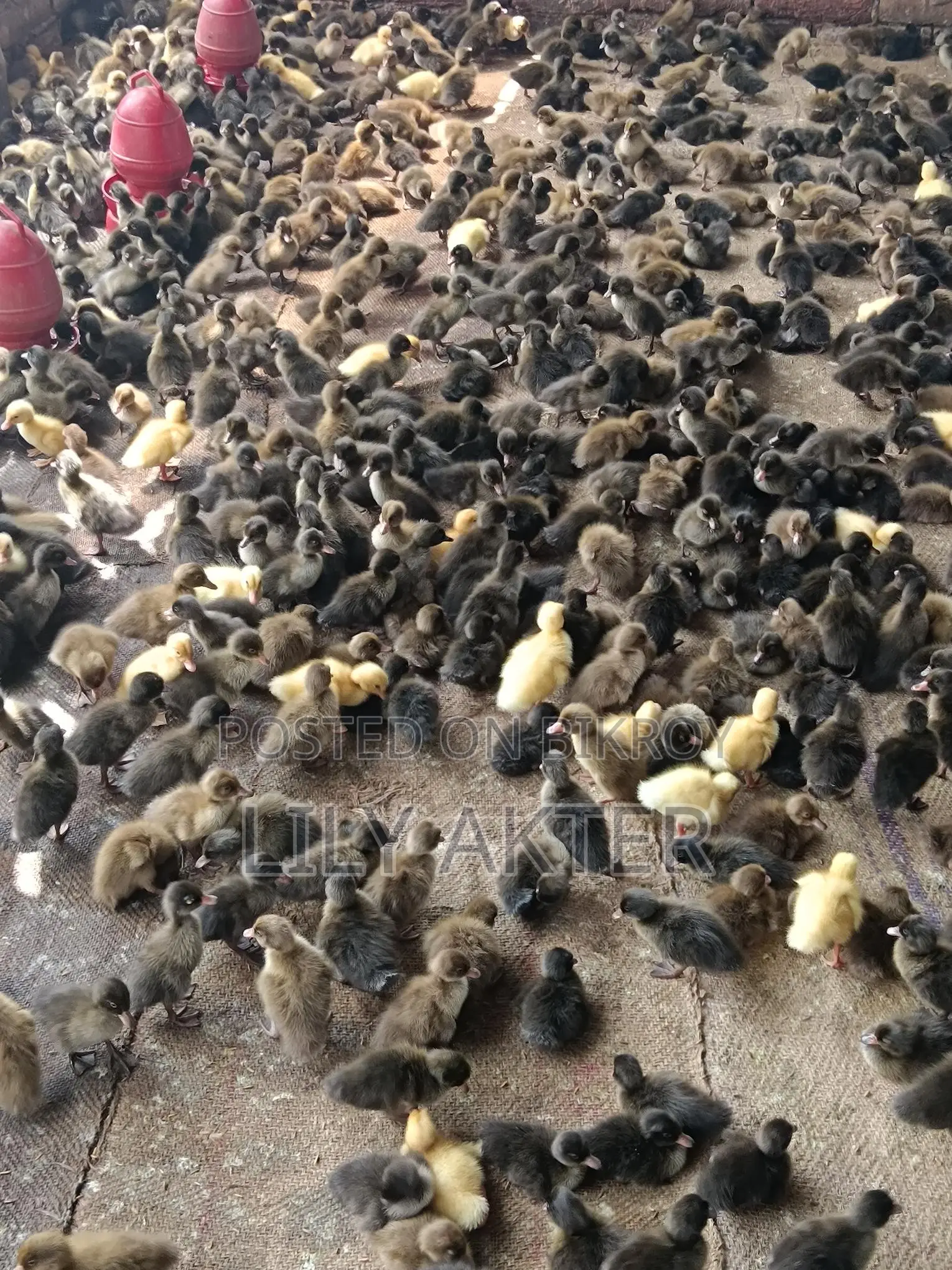 Campbell Ducklings