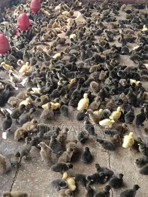 ক্যাম্বেল হাঁসের বাচ্চা।