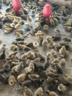 Campbell Ducklings