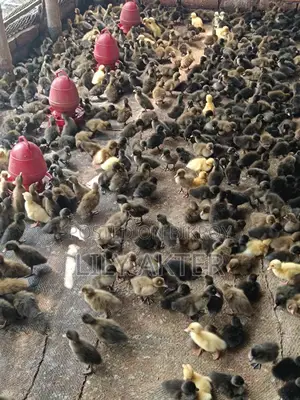 Campbell Ducklings