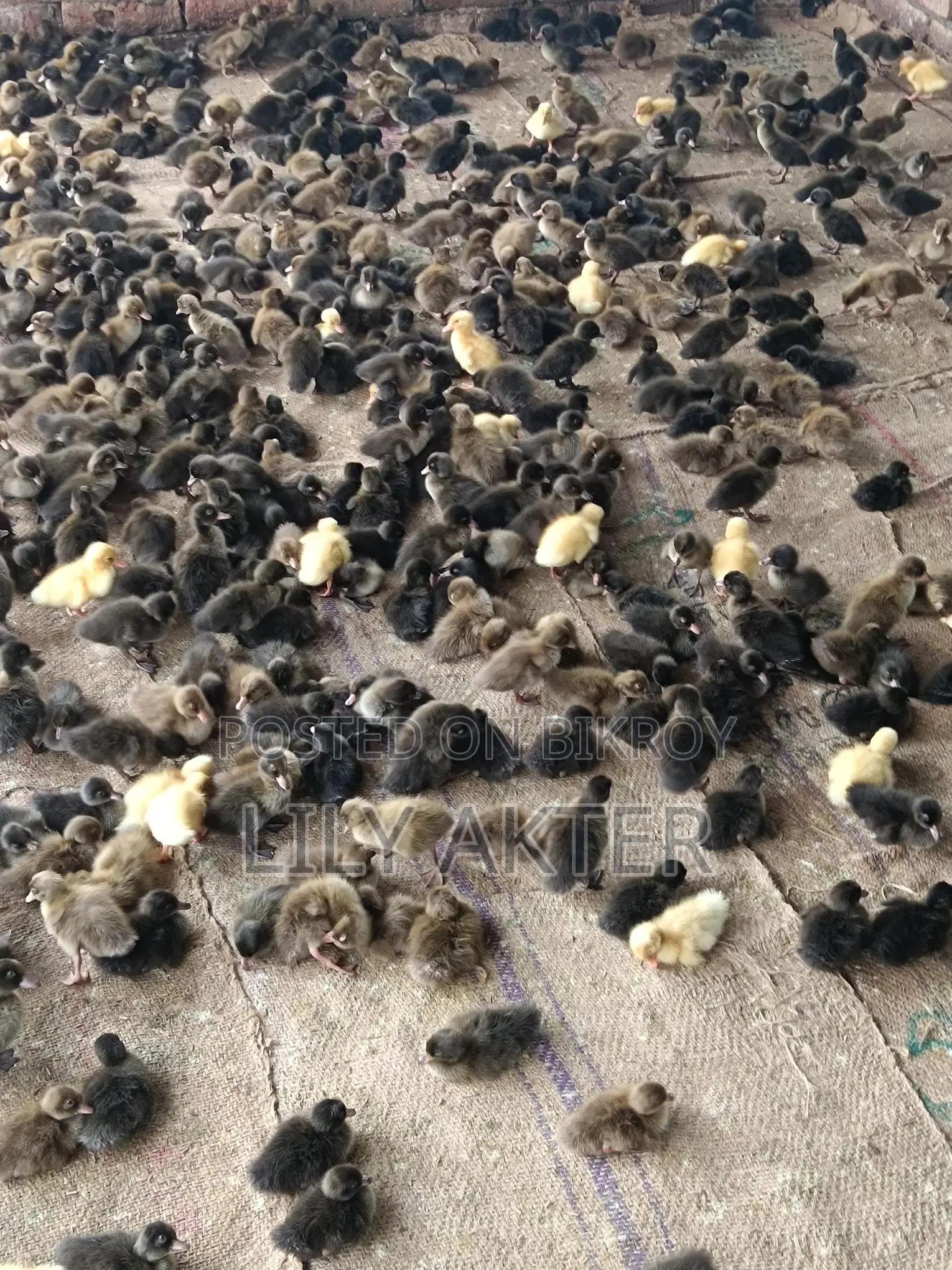 Campbell Ducklings