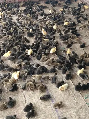 Campbell Ducklings