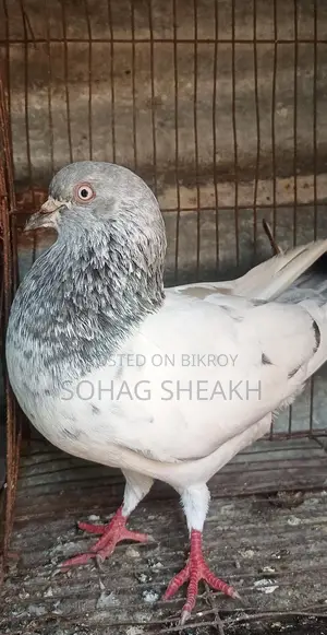 Nor kobotar