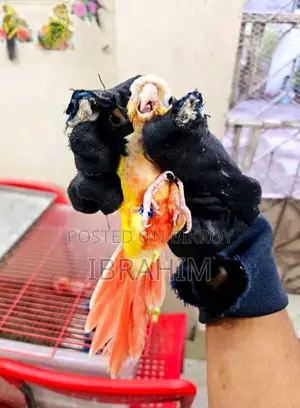 Sun Cheek Conure Running Female