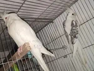 কোকাটেল পাখি