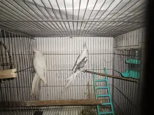 কোকাটেল পাখি