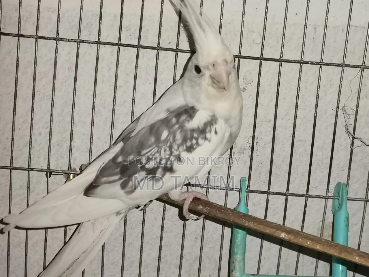 কোকাটেল পাখি
