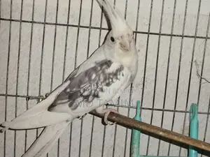কোকাটেল পাখি