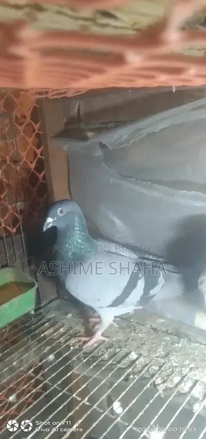 কিছু কবুতর বিক্রি হবে
